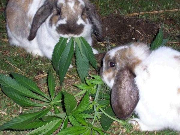 Les lapins et l herbe - une histoire d amour