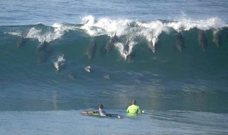 Banc de dauphins