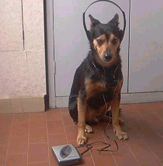 Chien mélomane