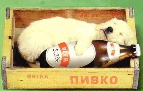 Chiot et bière