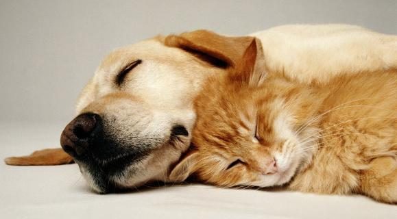 S'entre comme chien et chat