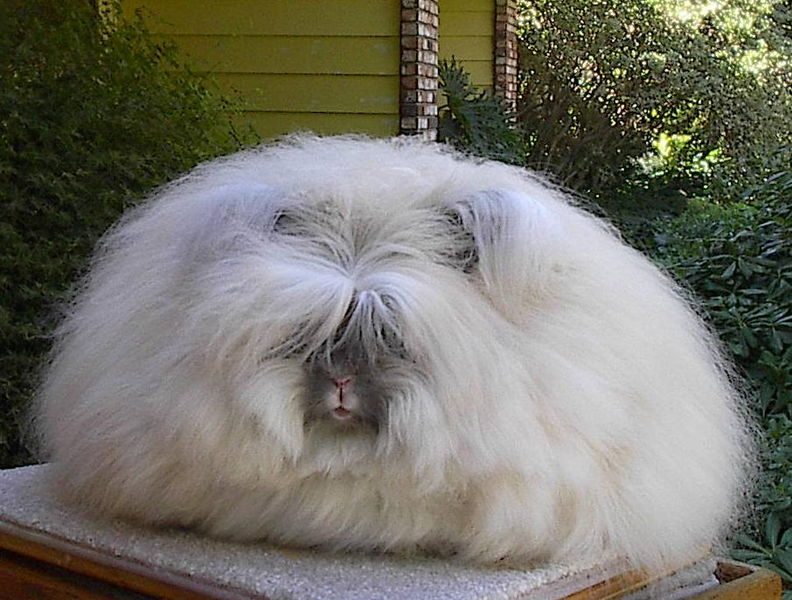 Lapin angora