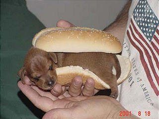 Le vrai hot dog