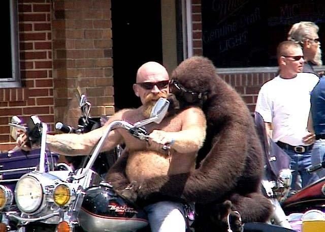 Deux gorilles sur une moto