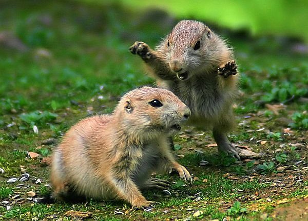 Attaque de marmotte