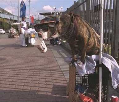 Chien mendiant