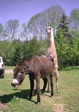 Un lama excité