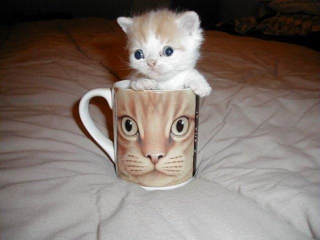 Un petit chat dans un autre chat