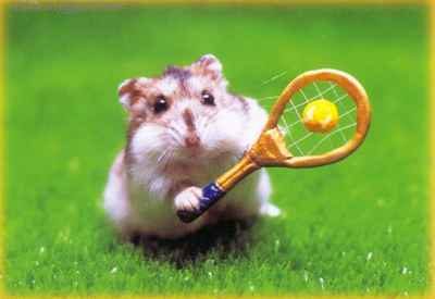 Hamster tennisman