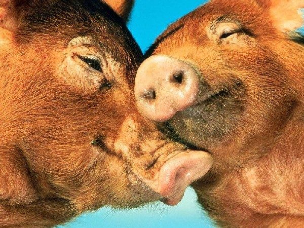 Cochons d'amour