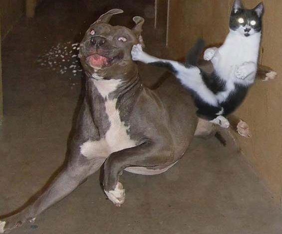 Matrix chat et chien
