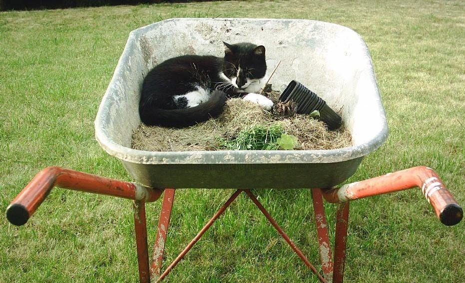 Chat dans une brouette