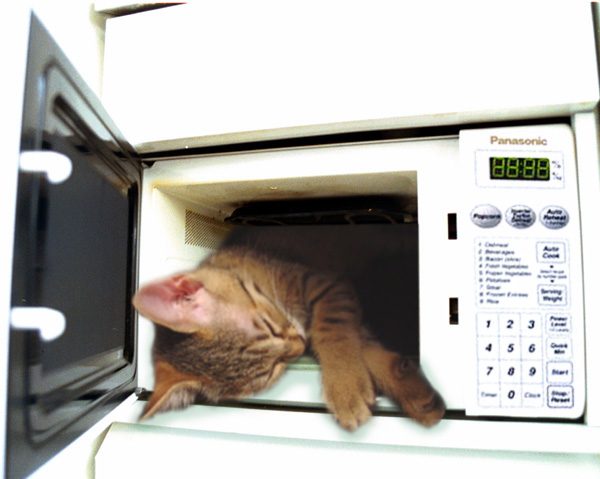 Chat au micro-ondes