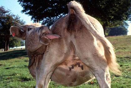 Beurk, la vache