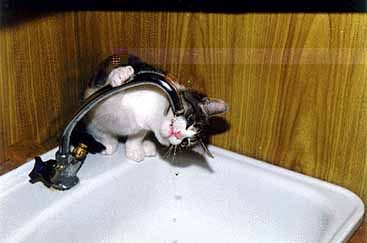 Chat qui boit au robinet