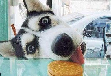 Chien gourmand en gros plan