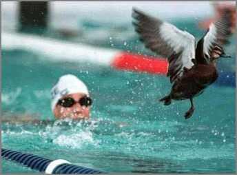 Mare olympique