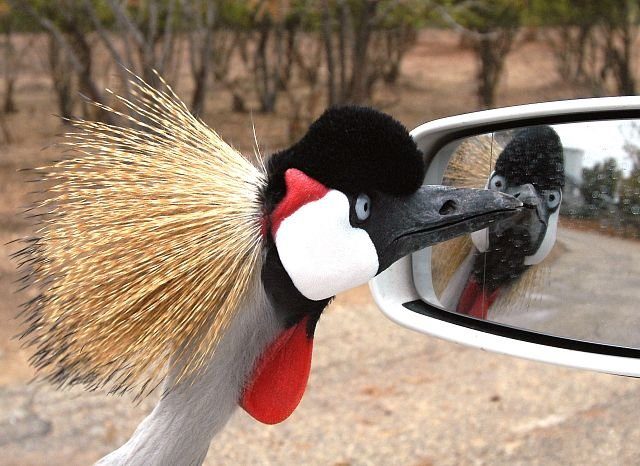 Bel oiseau narcissique