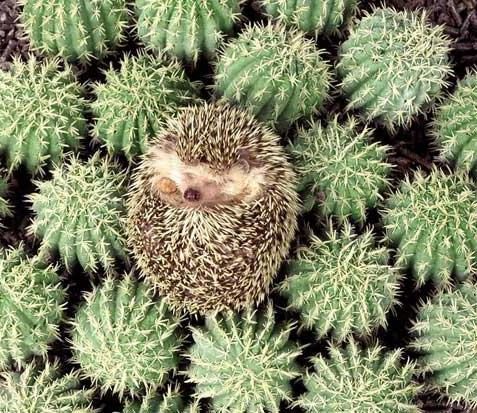 Hérisson dans cactus