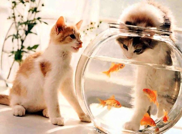 L'eau à la bouche