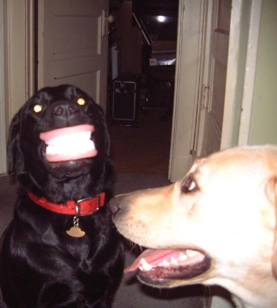 Un chien avec un dentier !