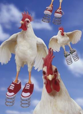 Des poules montées sur ressort