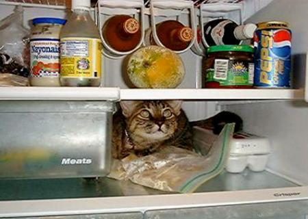 Le chat dans le frigo !