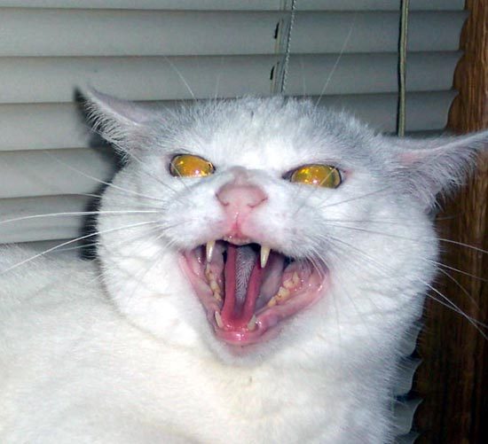 Un chat pas content du tout...