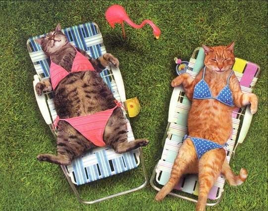 Petite bronzette entre chats