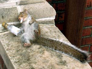 L'alcool fait des ravages
