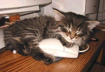 Un chat dors avec une souris