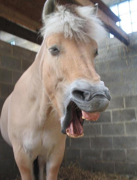 Un cheval qui baille