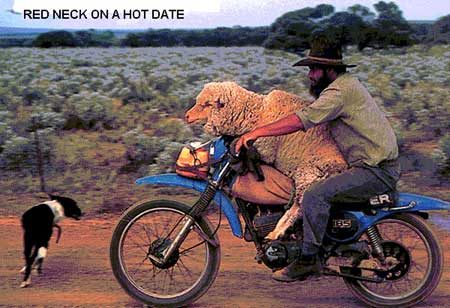Auto-moto pour moutons