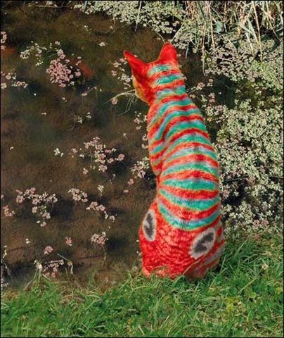 Un caméléchat !