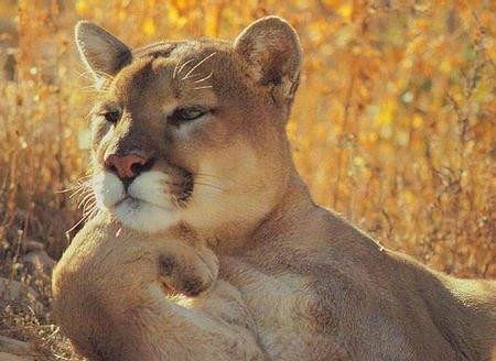 Un lion qui prend la pause