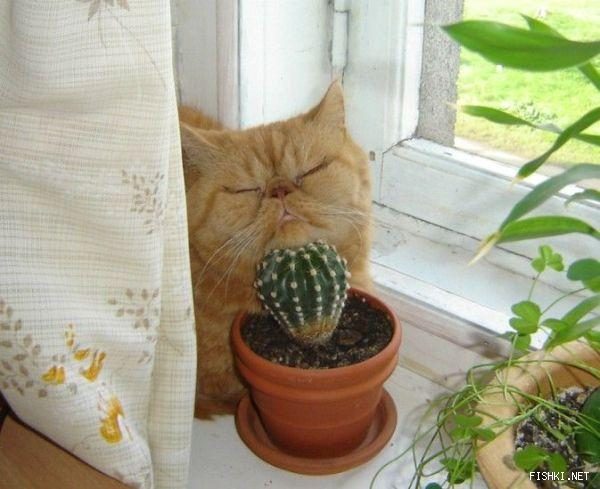 Chat maso