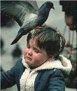 Un pigeon se lâche sur un enfant !