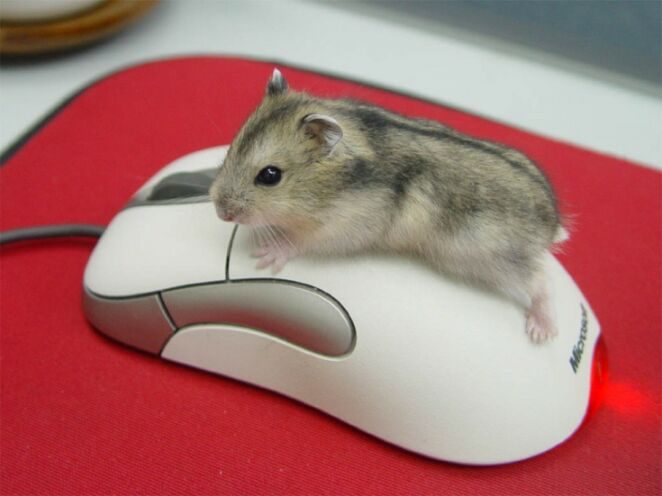 Hamster VS souris (d'ordinateur) !