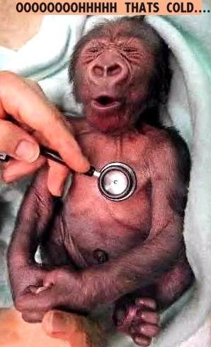 Petit singe au docteur