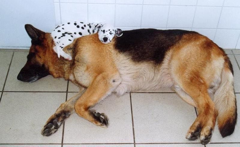 Un petit chiot dalmatien qui dort sur un berger allemand !