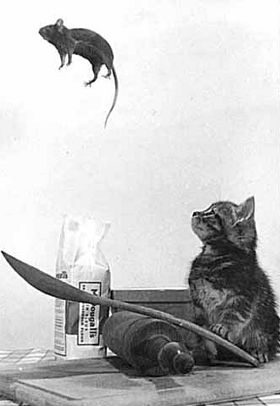 Chat joueur ?