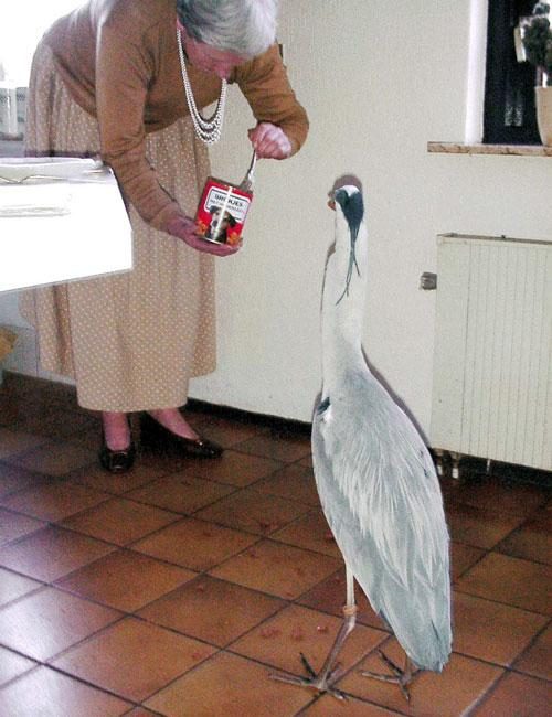 Mamie donne a manger a une oie !
