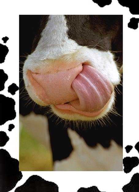 Une vache qui se curre le nez