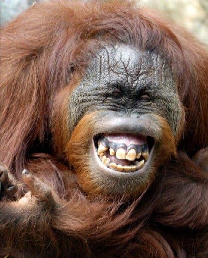 Un sourire de singe