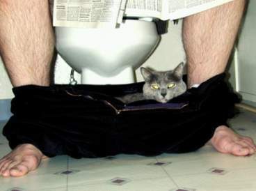 Un chat dans un caleçon...aux toilettes !
