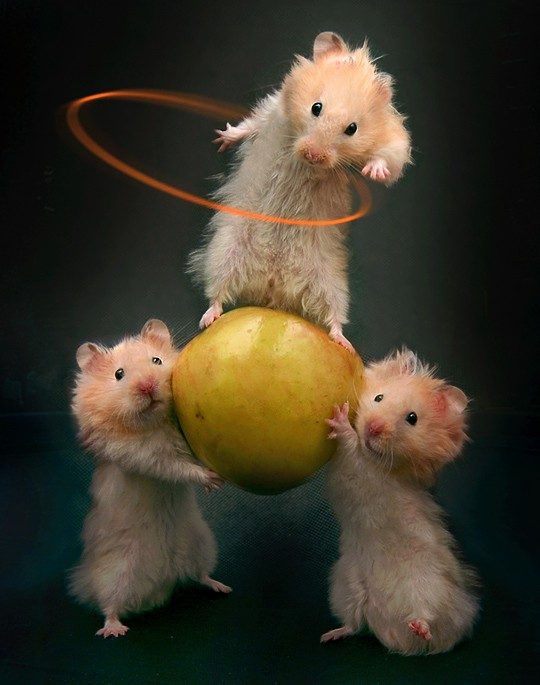 Hamsters sportifs !