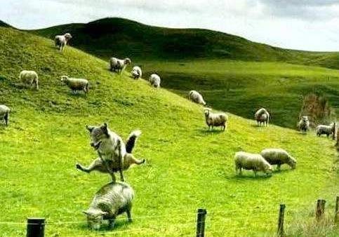 Saute mouton