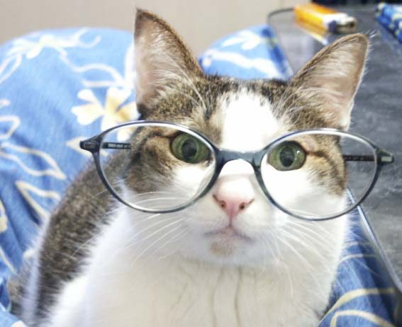 Chat a lunettes
