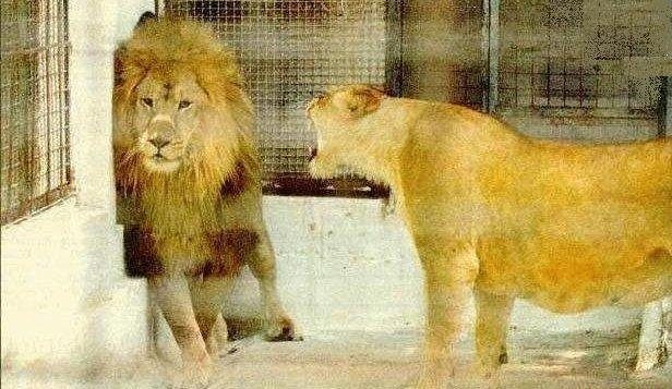 Un lion se fait engueuler par une lionne !