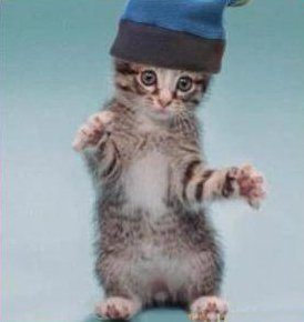 Chaton rappeur